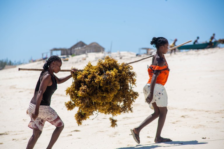 Women carry a load of seaweed post-harvest to be processed in Atsimo Andrefana. (Photo Credit: Ocean Farmers)
