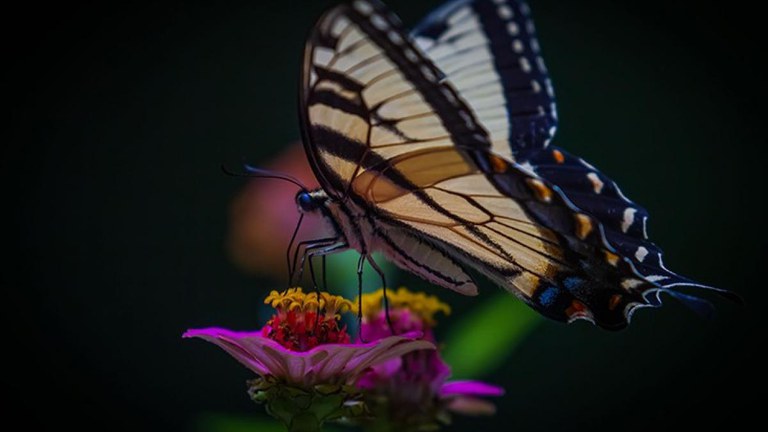 Eastern tiger swallowtail butterfly drinking nectar from zinnia flower. Photo credit: Susanna Jolly
