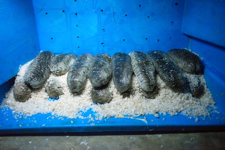 Sea cucumbers post-harvest staying fresh on a bed of salt. (Photo credit_ Zack Taylor, USAID_Madagascar ) .jpg