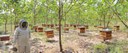 Reforestation and Beekeeping, the Perfect Alliance to Rehabilitate Ecosystems