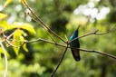 Costa Rica's cloud forests: a biodiversity hotspot