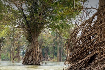 Carbon-rich ecosystems, Greening Prey Lang, Cambodia: USAID Michael Gebremedhin
