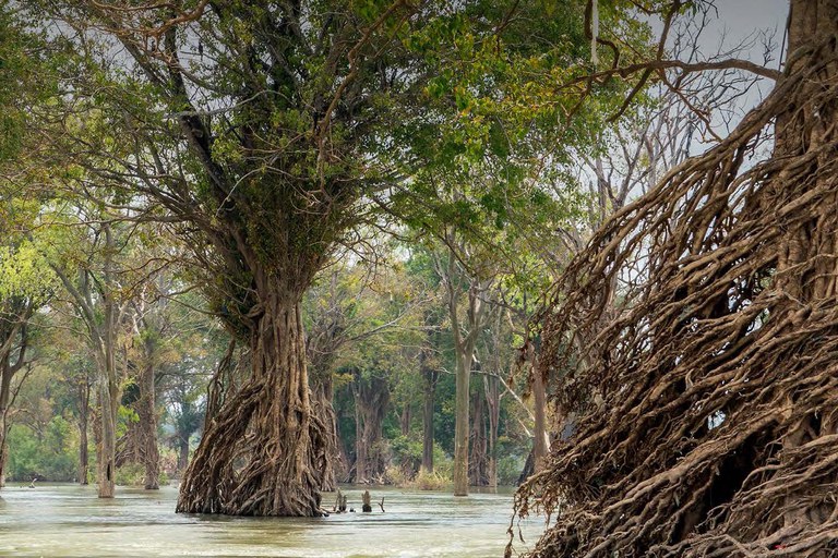 Carbon-rich ecosystems, Greening Prey Lang, Cambodia