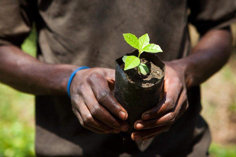 Economics of Ecosystem-based Adaptation: Tree planting: photo Benjamin Drummond
