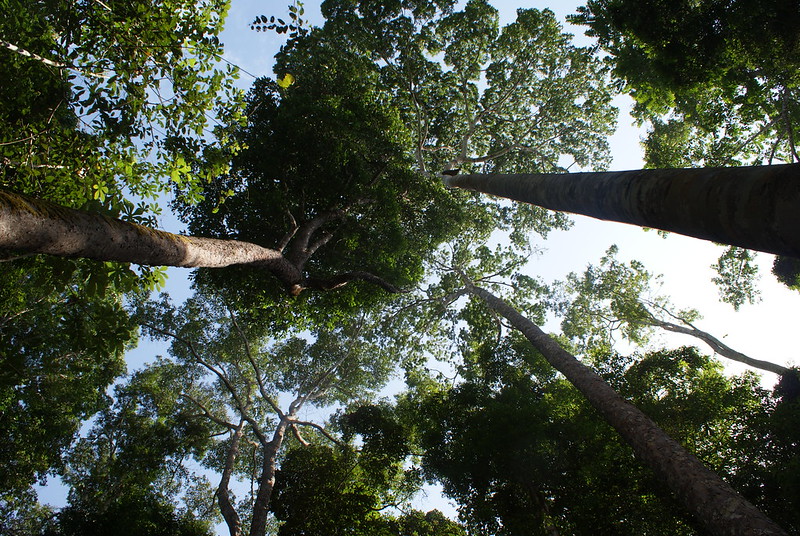 Instituto Floresta Tropical (IFT) forest management training camp, Fazenda Cauaxi, Pará state, Brazil - October 2009