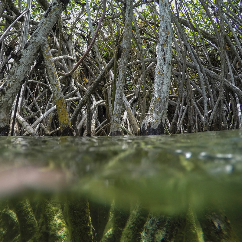 Regional Coastal Biodiversity Project Thumbnail Image