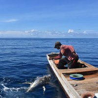 SEA supports the Government of Indonesia to improve the governance of fisheries and marine resources and to conserve biological diversity.