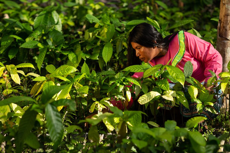 A woman tends to the forest as part of Nii Kaniti community forest management. Credit Marlon DAG for E+