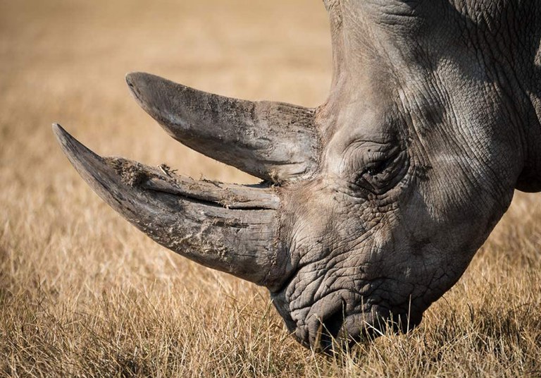 CWT Case Study Rhino