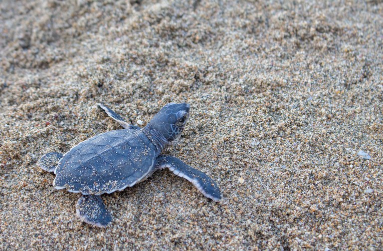 Turtle hatchling - credit Brenda Silverio.jpg