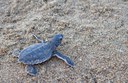 Turtle hatchling - credit Brenda Silverio